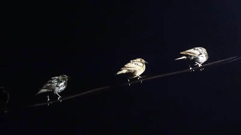 Pájaros negros invaden los cielos